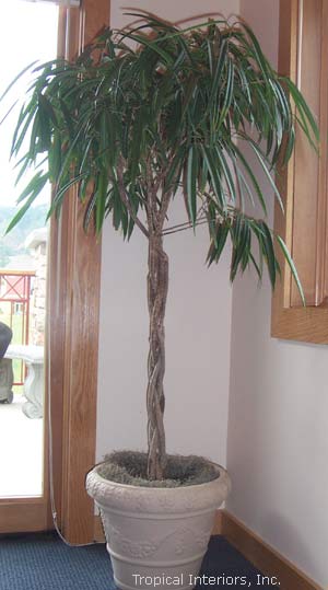 بنجامین آمستل